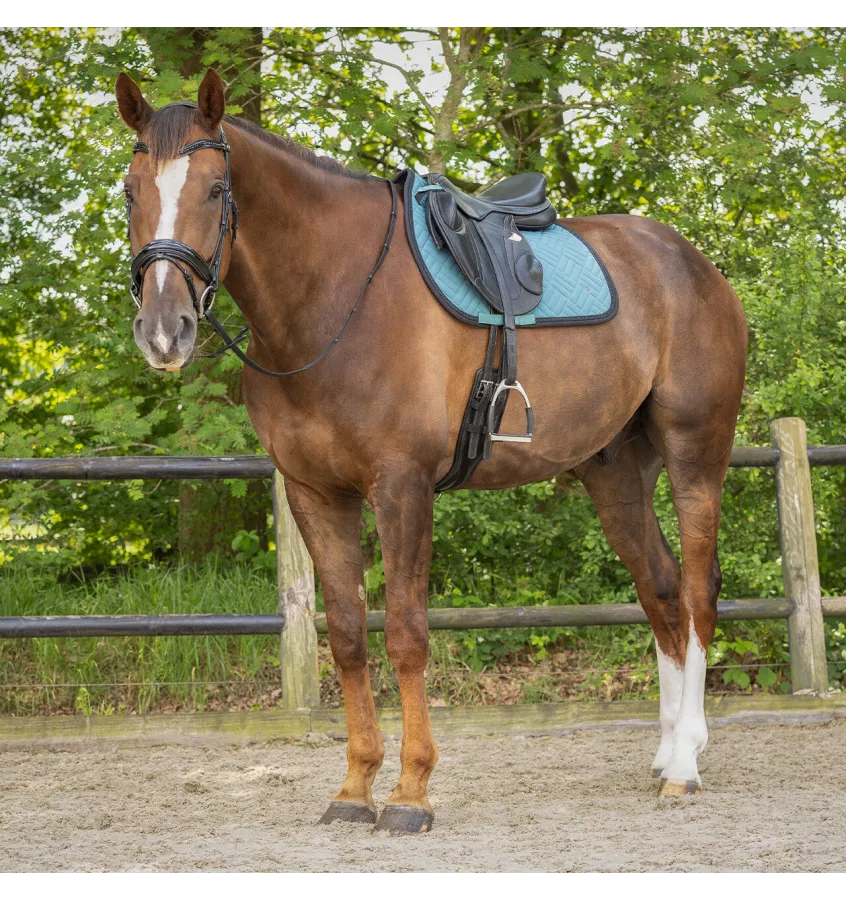 Czaprak wszechstronny Micah