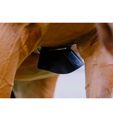 Skórzany popręg anatomiczny Norton Magnet czarny 115