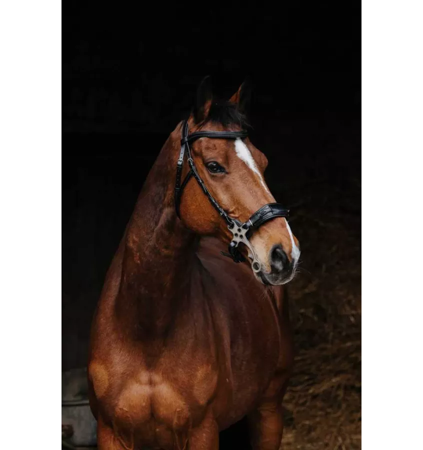 Ogłowie dla konia Hackamore czarny cob