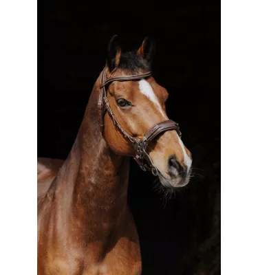 Ogłowie dla konia Hackamore czarny cob