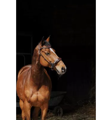 Ogłowie dla konia Hackamore czarny cob