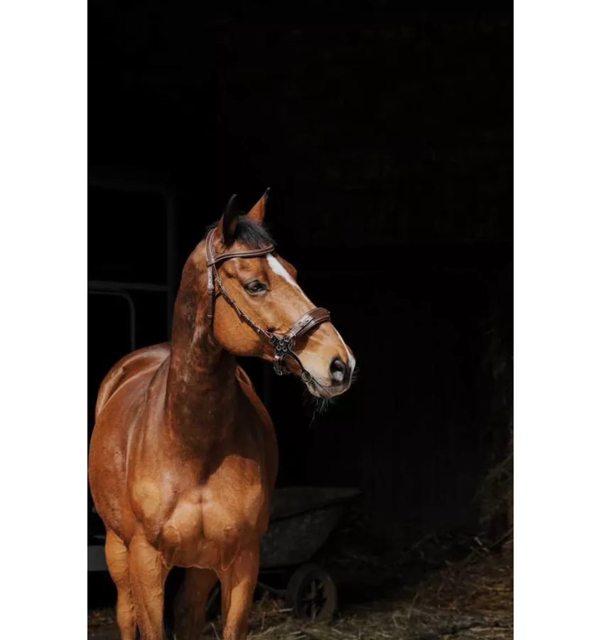 Ogłowie dla konia Hackamore czarny cob