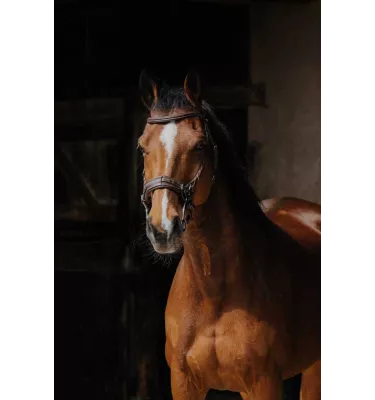 Ogłowie dla konia Hackamore czarny cob