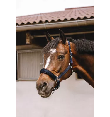 Kantar dla konia Jacquard czarny cob