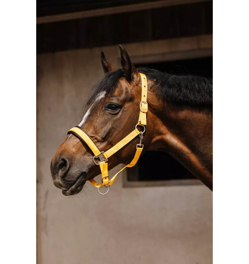 Kantar dla konia Jacquard czarny cob