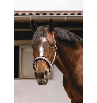 Kantar dla konia Jacquard czarny cob