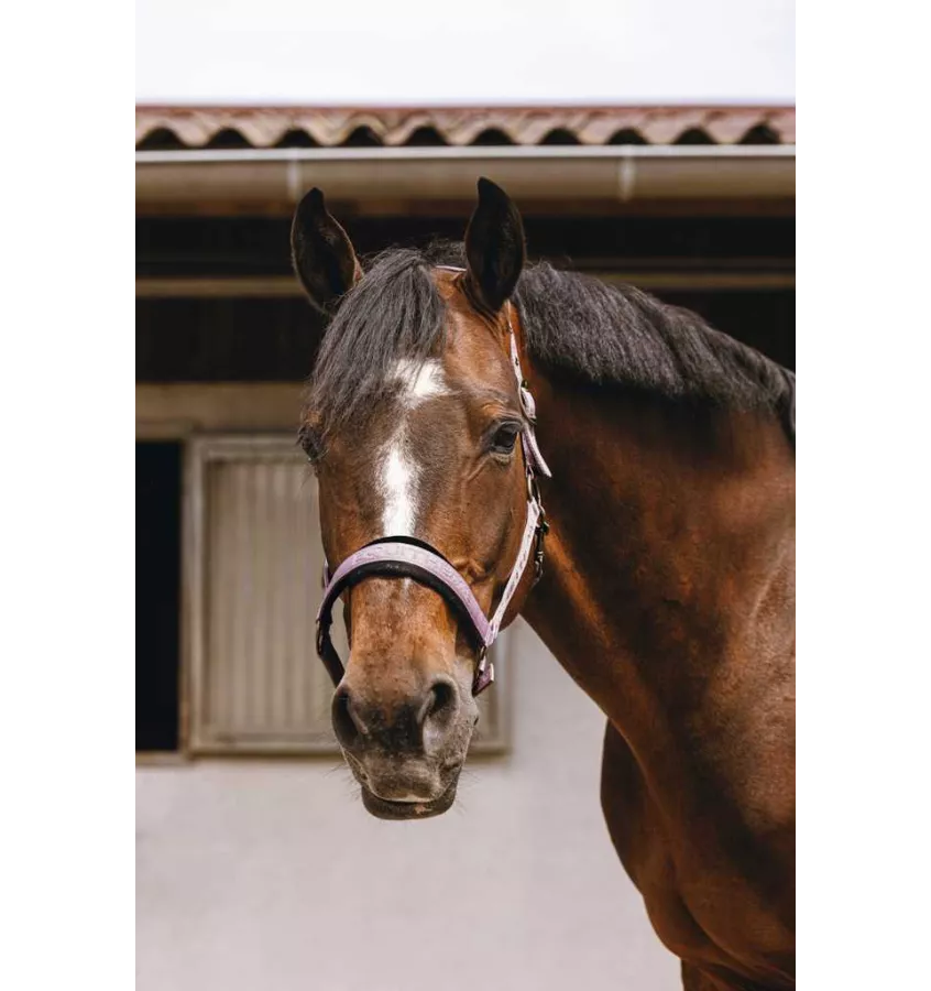 Kantar dla konia Jacquard czarny cob