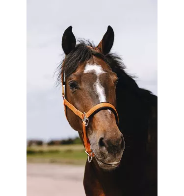 Kantar dla konia Jacquard czarny cob