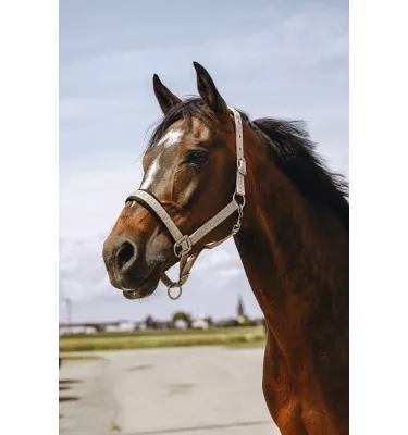 Kantar dla konia Jacquard czarny cob