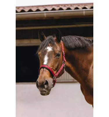 Kantar dla konia Jacquard czarny cob