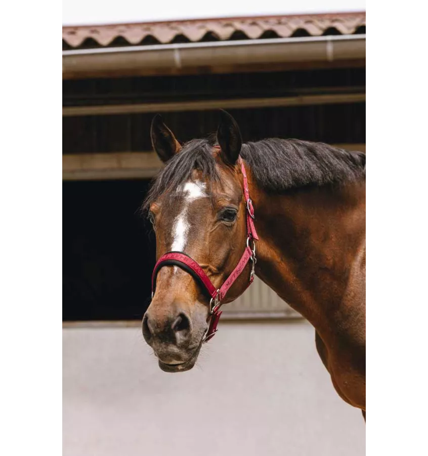 Kantar dla konia Jacquard czarny cob