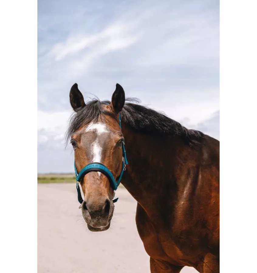 Kantar dla konia Jacquard czarny cob