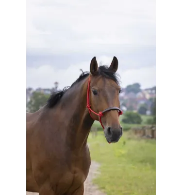 Kantar sznurkowy dla konia Norton beż full