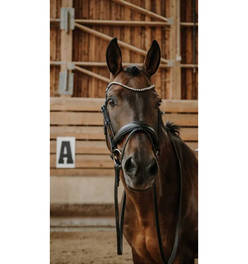 Ogłowie dla konia Diams czarny full