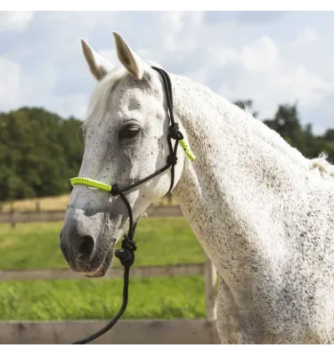 Halter z liną do pracy z ziemi Norton fuksja cob