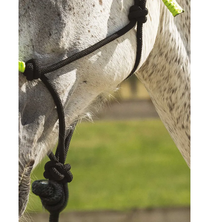 Halter z liną do pracy z ziemi Norton fuksja cob
