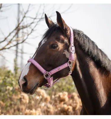 Kantar w serduszka Lyvia cob