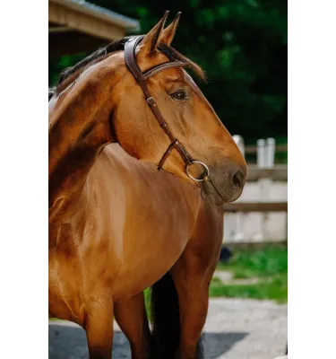 Ogłowie dla konia bez nachrapnika Freedom czarny full