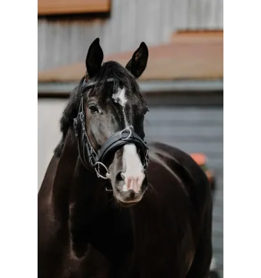 Kawecan skórzany dla konia Norton Wide cob