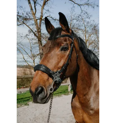 Ogłowie Hackamore Norton Compet czarny full