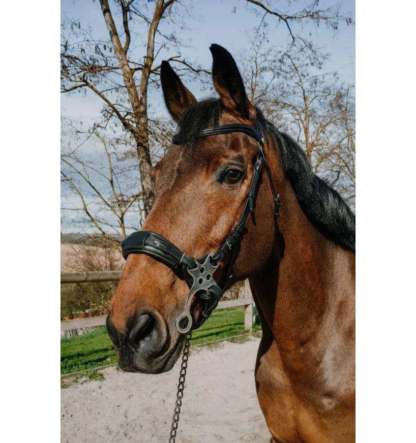 Ogłowie Hackamore Norton Compet czarny full