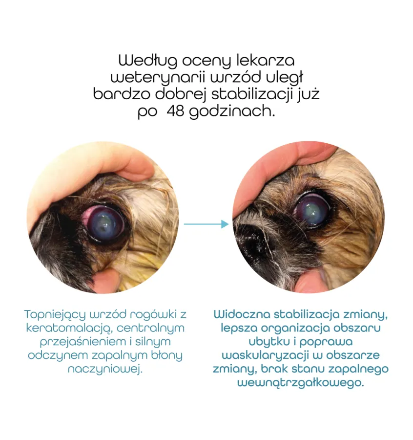 AcuteDrop- regeneracyjno-immunomodulujące krople do oczu dla zwierząt