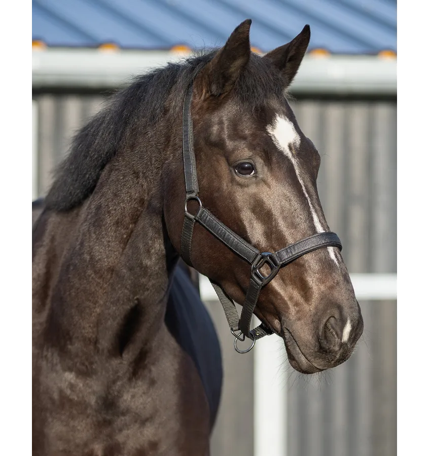Kantar dla konia z brokatem QHP Glitter cob