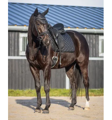 Czaprak wszechstronny z brokatem QHP Glitter czarny full wszechstronny