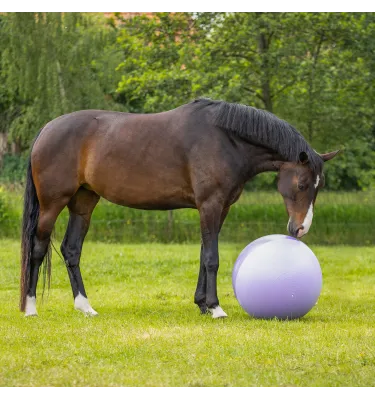 Piłka dla konia do zabawy QHP 75cm