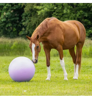 Piłka dla konia do zabawy QHP 75cm