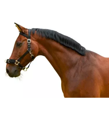 Kantar do lonżowania cob