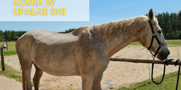 LETNI NIEZBĘDNIK STAJENNY - co warto mieć w swojej skrzynce jeździeckiej?