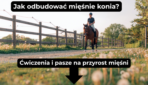 Jak wrócić do pracy z koniem po zimowej przerwie?