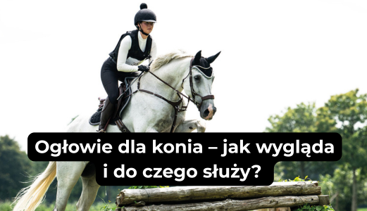 Ogłowie dla konia – jak wygląda i do czego służy? Praktyczny poradnik dla jeźdźców