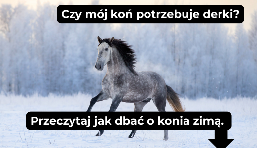 Czy konie dobrze radzą sobie z zimnem? Opieka nad koniem zimą