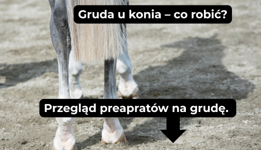 Gruda u konia – jak skutecznie ją leczyć i zapobiegać nawrotom?