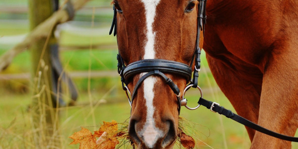 Jakie wędzidło dla konia wybrać?