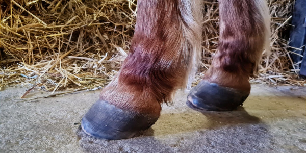 Preparaty do kopyt — co warto mieć w stajni?