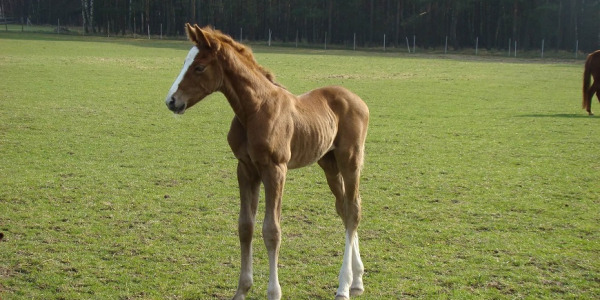 Sprawdź co potrzebujesz dla źrebaka