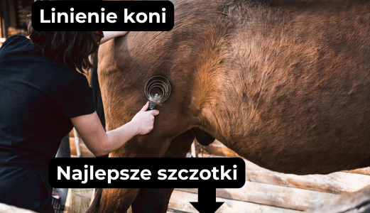 Niezbędne informacje na temat linienia koni